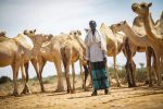 Ahmed Said camel herder fromDangaroyo giving water his animals